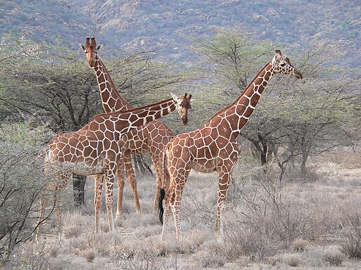 Three reticulated giraffes hang out in their Kenyan home.