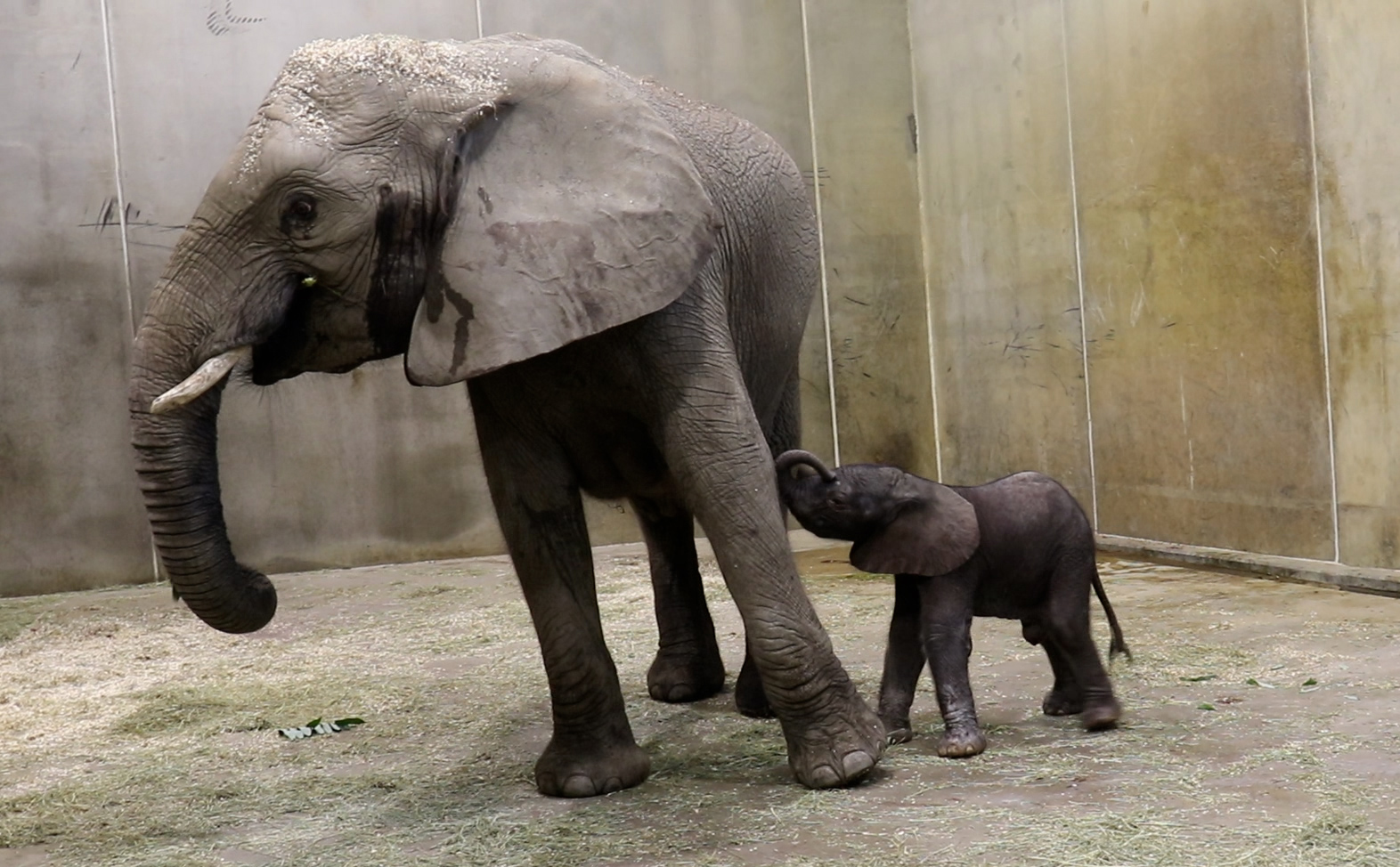 An elephant calf born on Labor Day in Indianapolis touches his mother with his trunk.